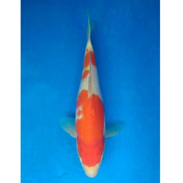 Okawa Kohaku