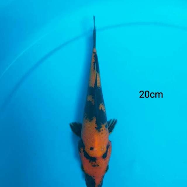 mini hiu