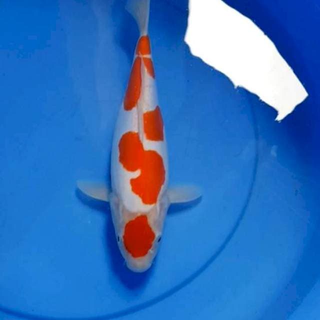 Doitsu kohaku murni 30 cm