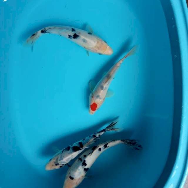 Mix 