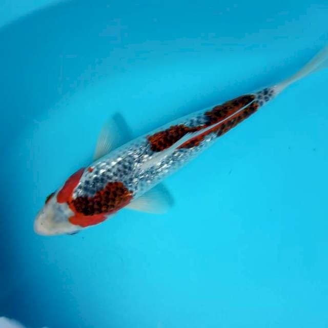 Ghosiki