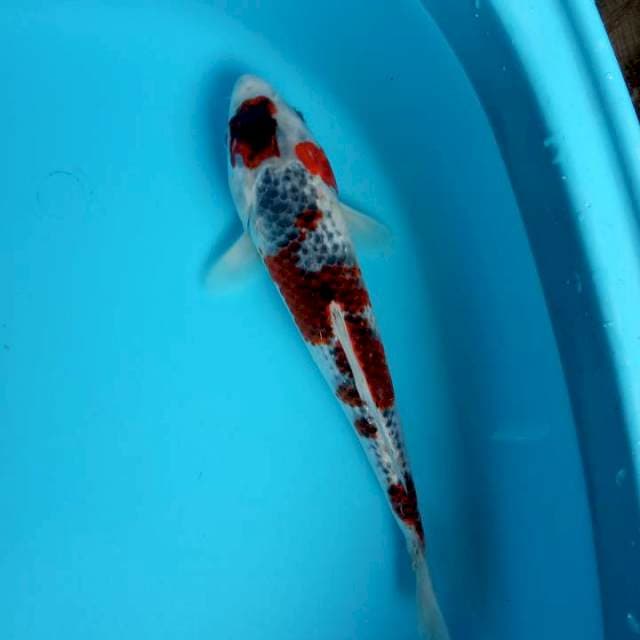 Maruten ghosiki