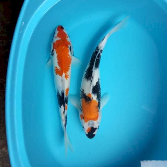 Kanoko