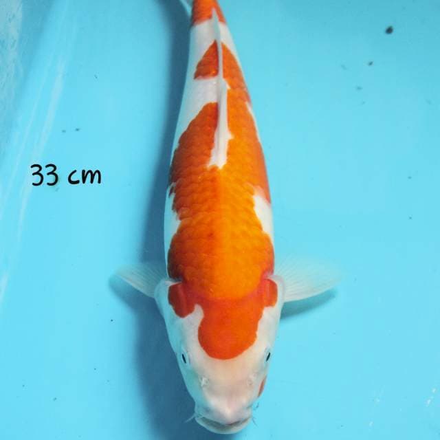 Kohaku