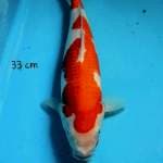Kohaku
