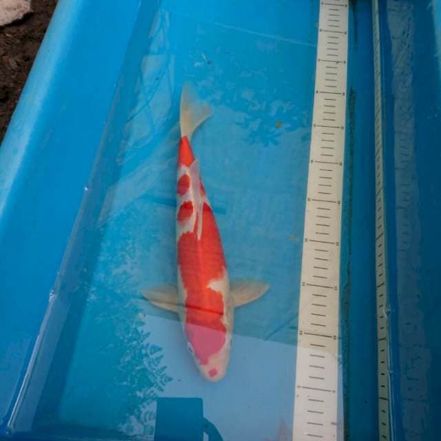 Kohaku merah joss