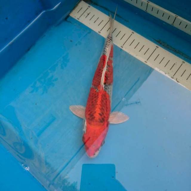 Red Kujaku