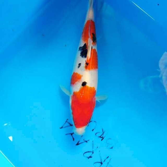 Sanke 24CM F