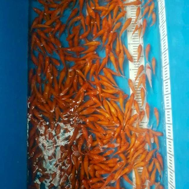 Hishowa Tategoi Benigoi Mix 50 ekor