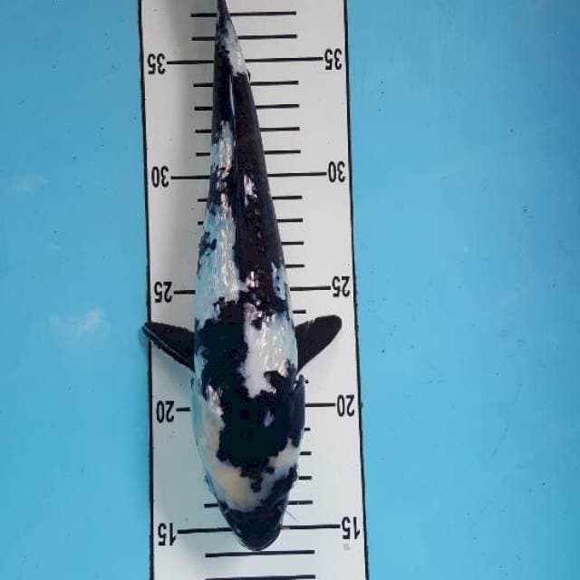 Shiro ginrin show quality 27 cm