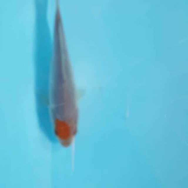 Tanco ociba 11 cm