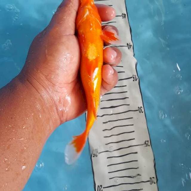 Benigoi plus 20 cm