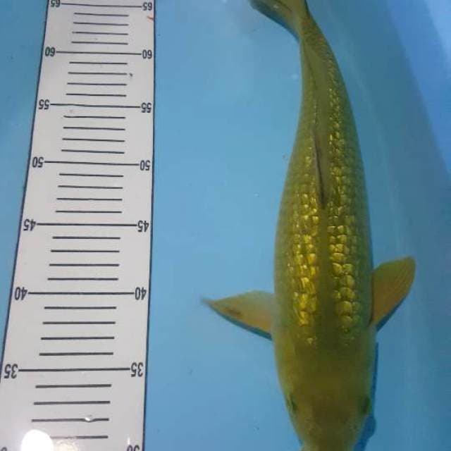Hijau daun ginrin 41 cm