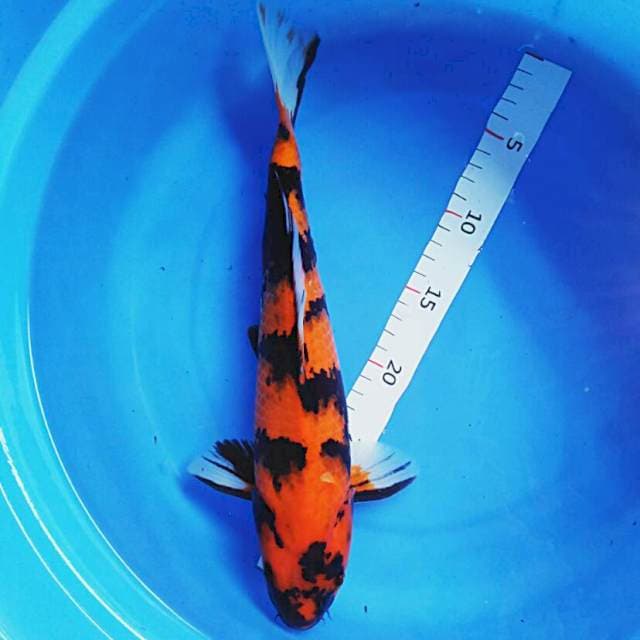 Hi utsuri 35cm male