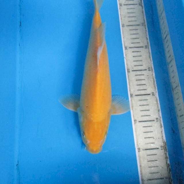 Karasi 28cm
