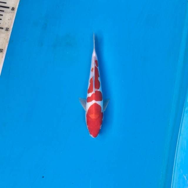 Doitsu Menkaburi Kohaku, 22cm