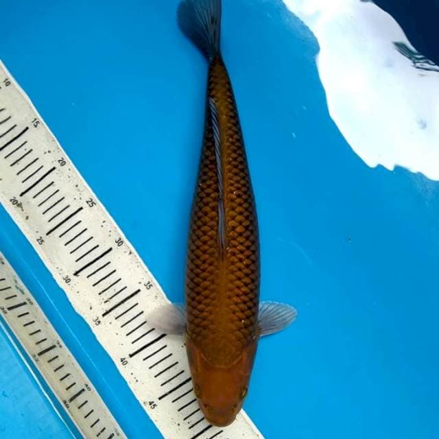 Chagoi 40cm Female