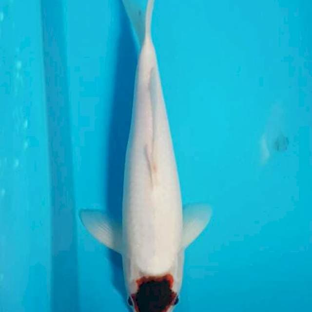 Tancho Goromo 26 cm male