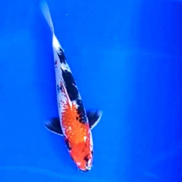 Showa # 28cm
