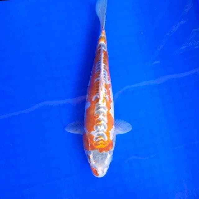 BeniKiko # 30cm