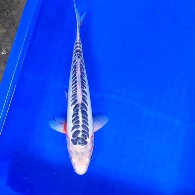 Shusui # 30cm
