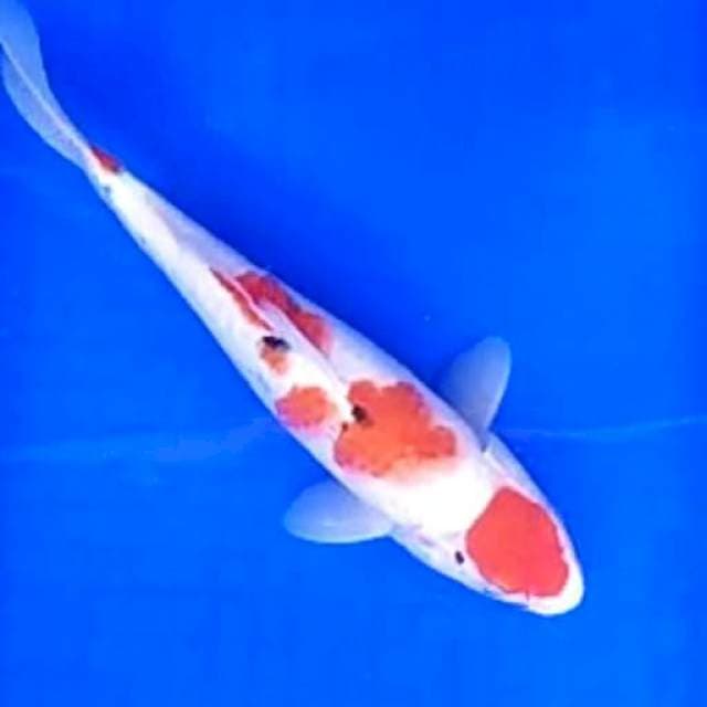 Maruten Sanke # 30cm
