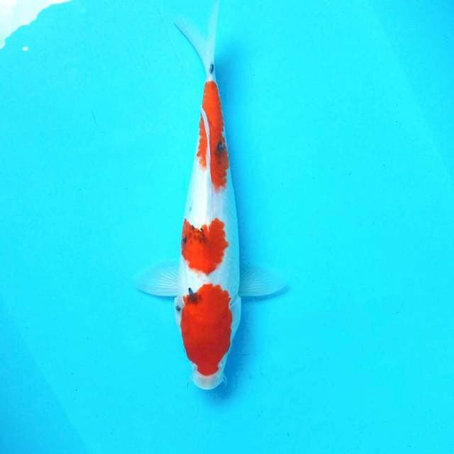 Sanke # 32cm