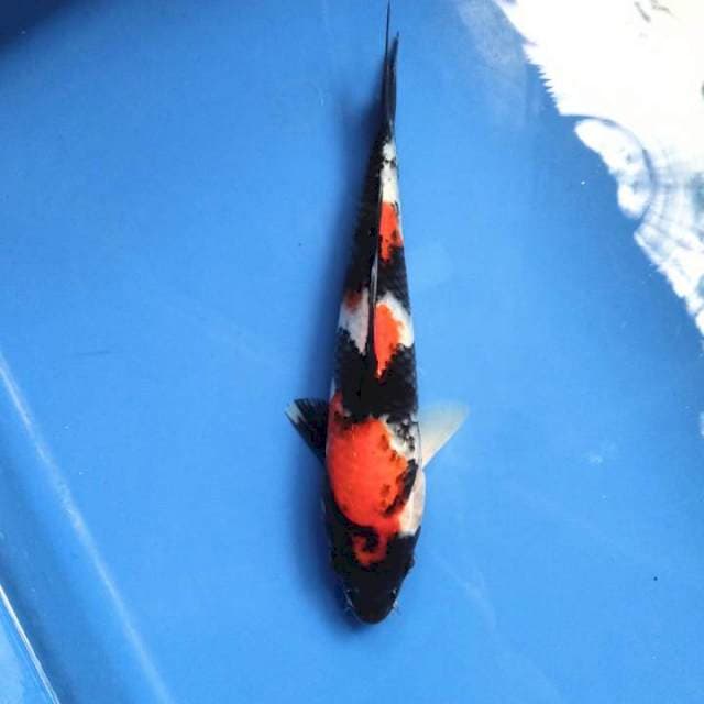 Original Showa sanshoku 20cm