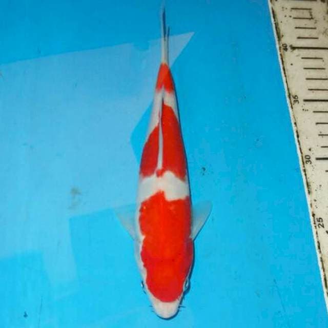 KOHAKU