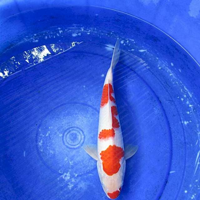 Kohaku male merah ±33cm