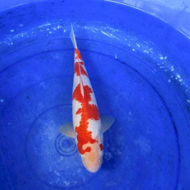 Kohaku tahun 2020 SPC ±32CM MALE