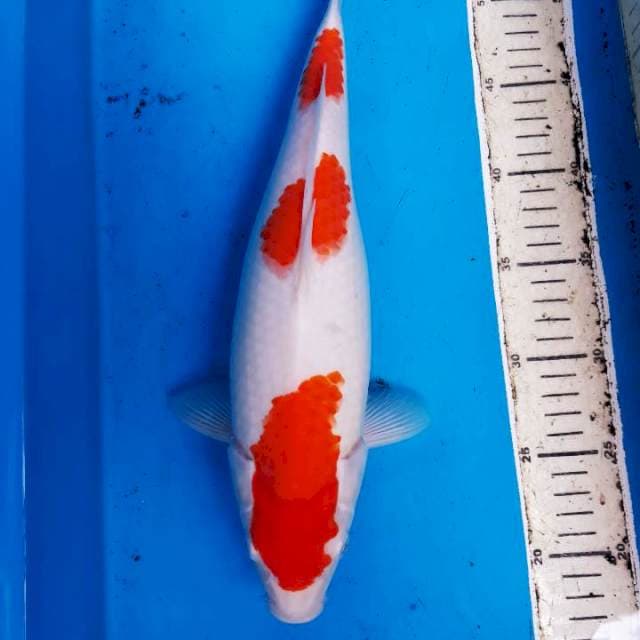 Kohaku  35cm betina