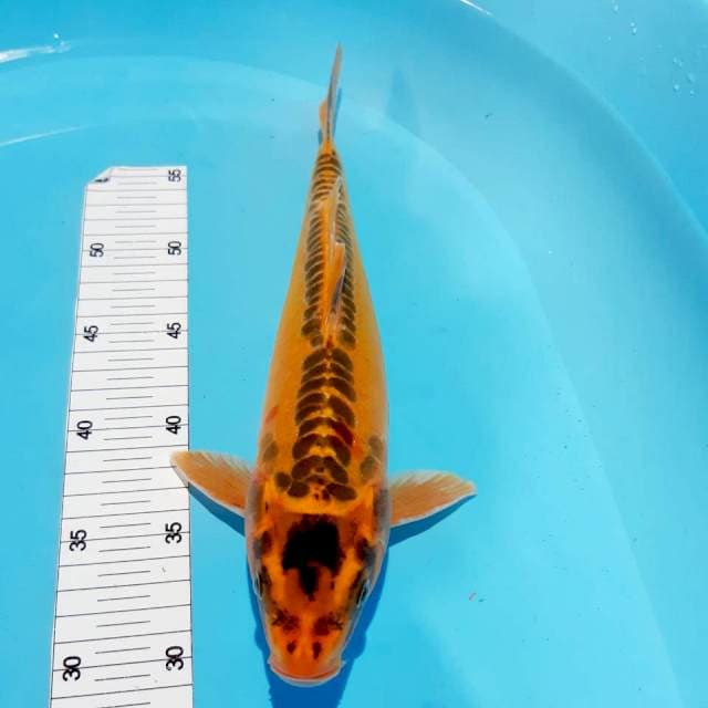 Ki kikko 32 cm