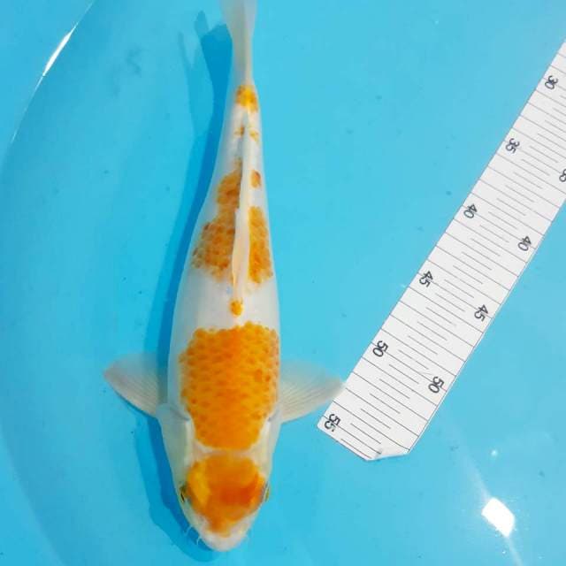 Hariwake bulky 28 cm