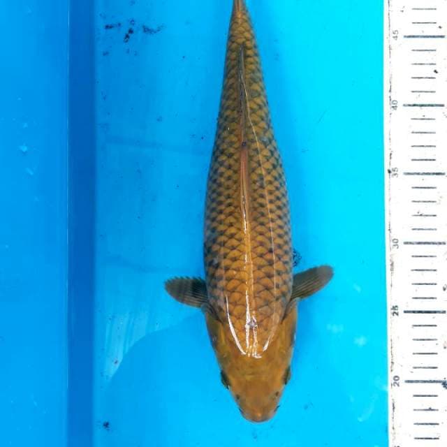 Midori lemon 35cm jantan