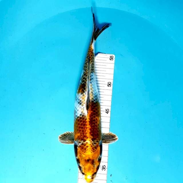 Kin ki utsuri 28 cm