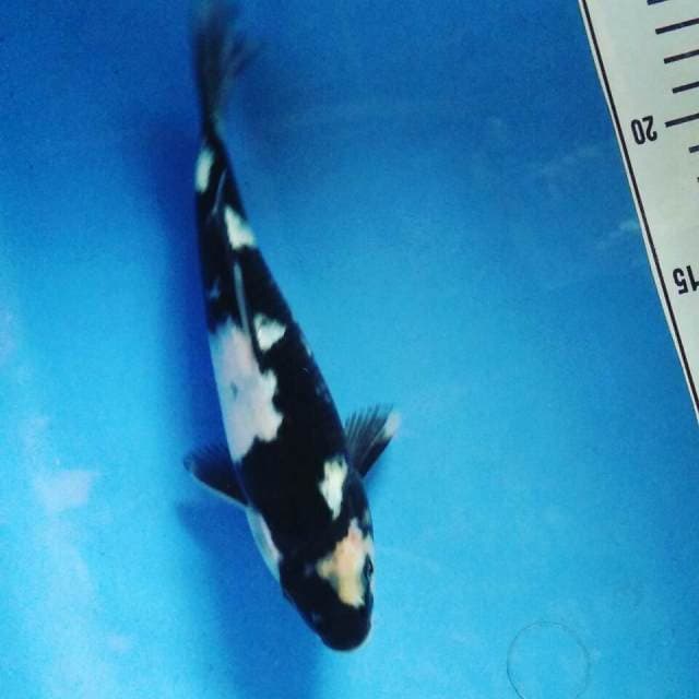 Shiro deep black