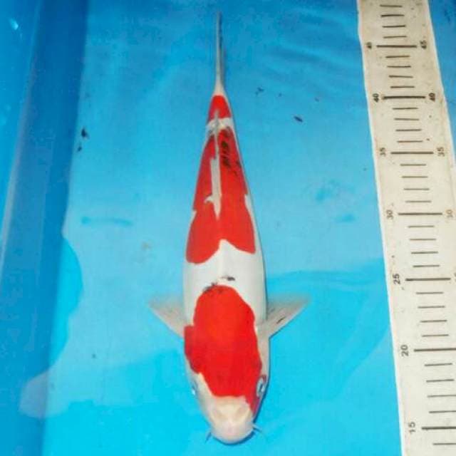 31cm SANDAN SANKE