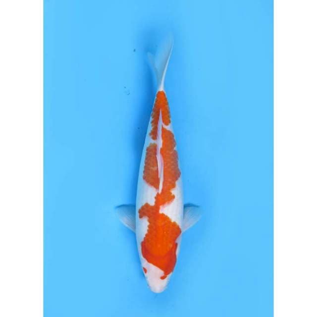 Tosai Kohaku Inazuma Original - 35cm Female