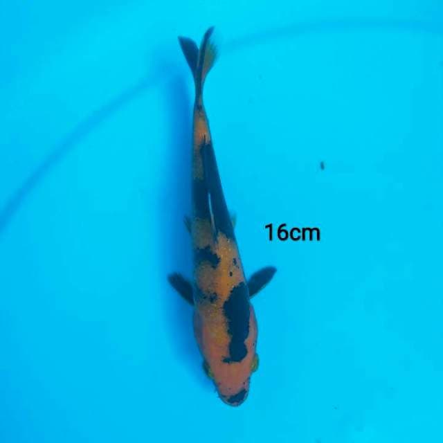 mini hiu