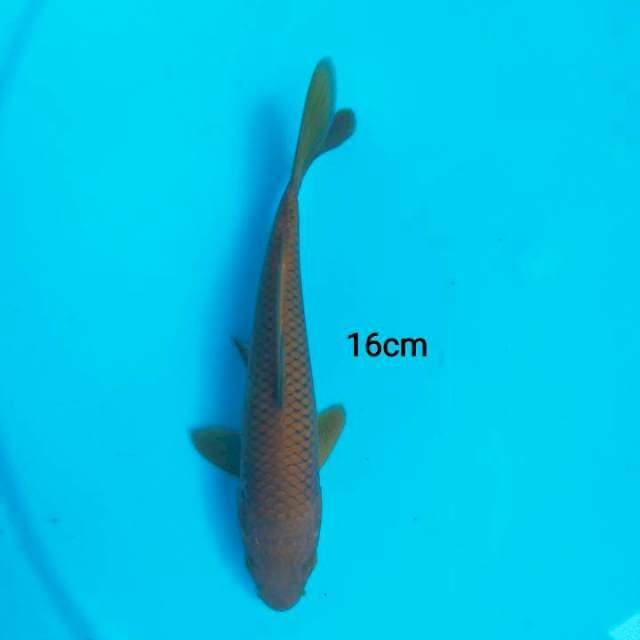 mini tembaga