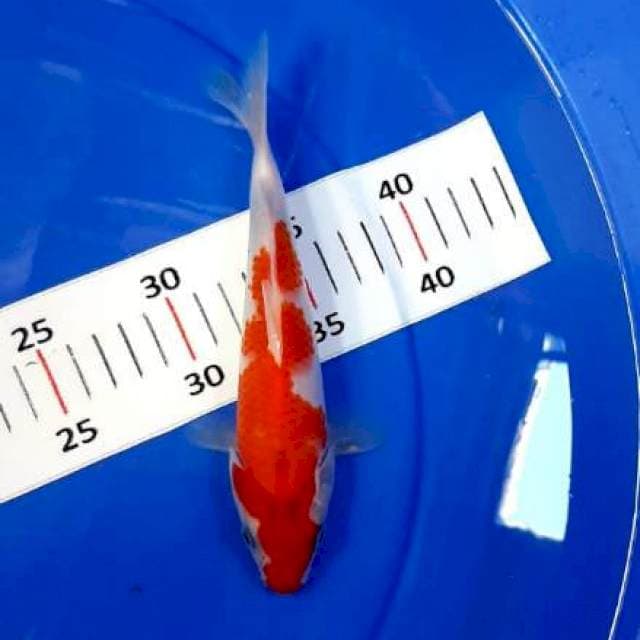 Kohaku