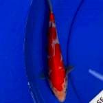 Kohaku ori