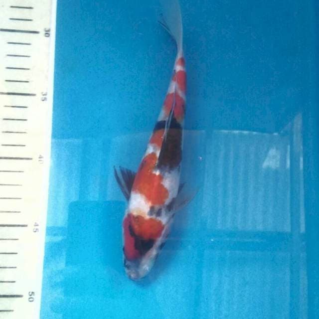 Showa, 22 cm