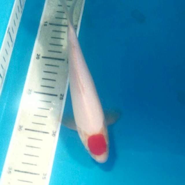 Tancho Kohaku, 22 cm