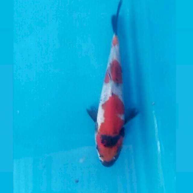 Showa, 17 cm