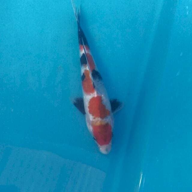 Showa, 17 cm