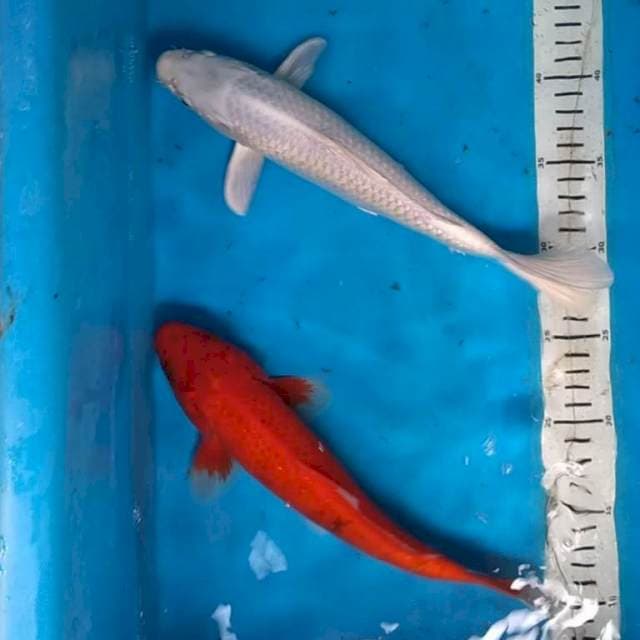MERAH -PUTIH