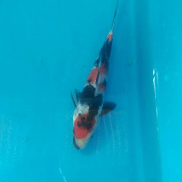 Showa, 18 cm