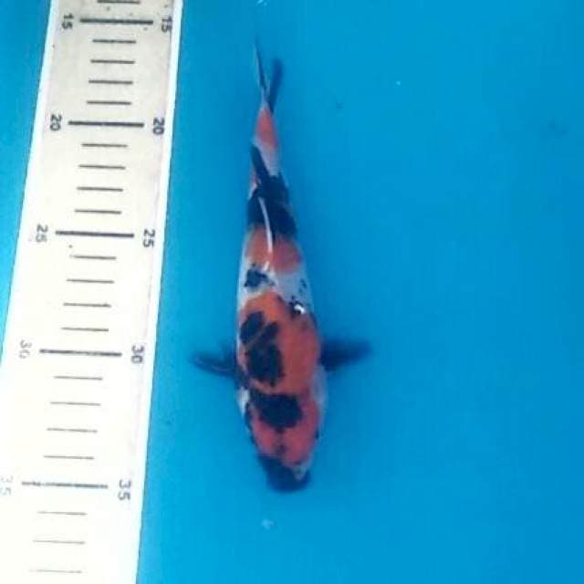 Showa, 18 cm